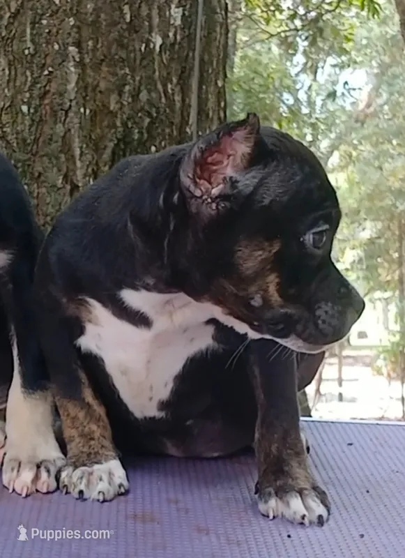 Black Trindle Female – American Bully puppy for sale in Chiefland, FL