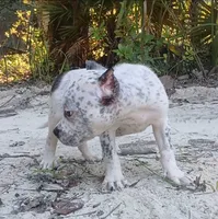 Black Ticked Tri Male, a male American Bully for sale in Chiefland, FL – 9 of 10