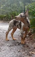 Merle Female 1, a female Doberman Pinscher for sale in Chiefland, FL – 2 of 10