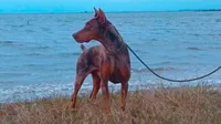 Merle Female 1, a female Doberman Pinscher for sale in Chiefland, FL – 3 of 10