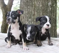 Black Trindle Male, a male American Bully for sale in Chiefland, FL – 3 of 10