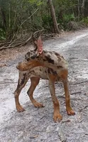 Merle Female 2, a female Doberman Pinscher for sale in Chiefland, FL – 9 of 10