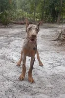 Merle Female 1, a female Doberman Pinscher for sale in Chiefland, FL – 10 of 10
