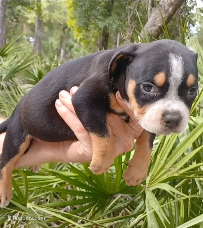 Black Ticked Tri Female – American Bully puppy for sale in Chiefland, FL