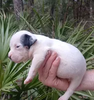Black Tri Piebald Boy, a male American Bully for sale in Chiefland, FL – 2 of 7