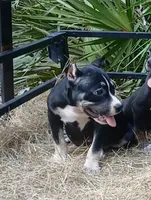 Black Tri Female, a female American Bully for sale in Chiefland, FL – 10 of 10
