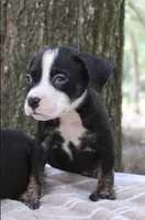 Black Trindle Male, a male American Bully for sale in Chiefland, FL – 1 of 10