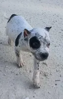 Black Ticked Tri Male, a male American Bully for sale in Chiefland, FL – 6 of 10