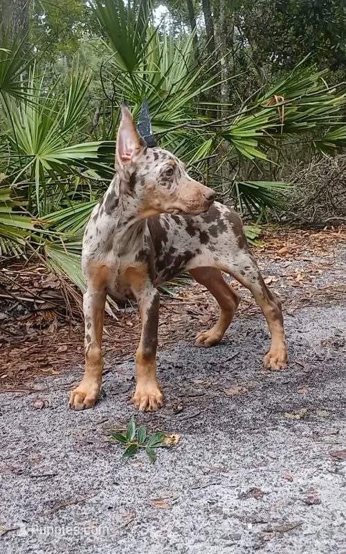 Merle Female 1 – Doberman Pinscher puppy for sale in Chiefland, FL