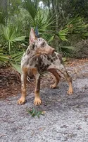 Merle Female 1, a female Doberman Pinscher for sale in Chiefland, FL – 1 of 10