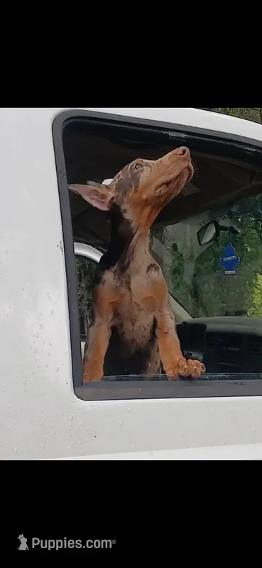Merle Female 2 – Doberman Pinscher puppy for sale in Chiefland, FL