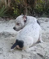 Black Ticked Tri Male, a male American Bully for sale in Chiefland, FL – 5 of 10