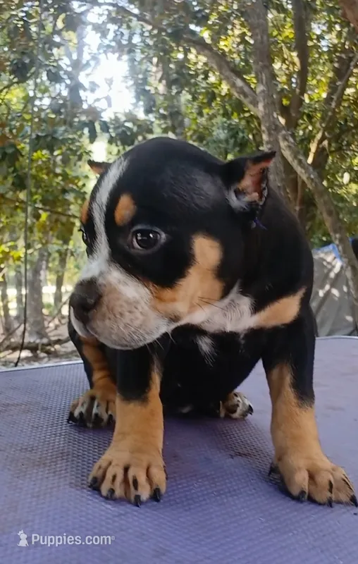 Black Ticked Tri Female – American Bully puppy for sale in Chiefland, FL