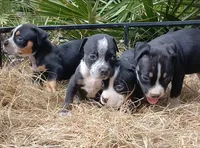 Black Ticked Trindle Male, a male American Bully for sale in Chiefland, FL – 3 of 10
