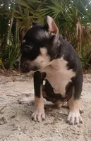 Black Tri Male, a male American Bully for sale in Chiefland, FL – 9 of 10