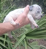 Black Ticked Tri Male, a male American Bully for sale in Chiefland, FL – 5 of 9