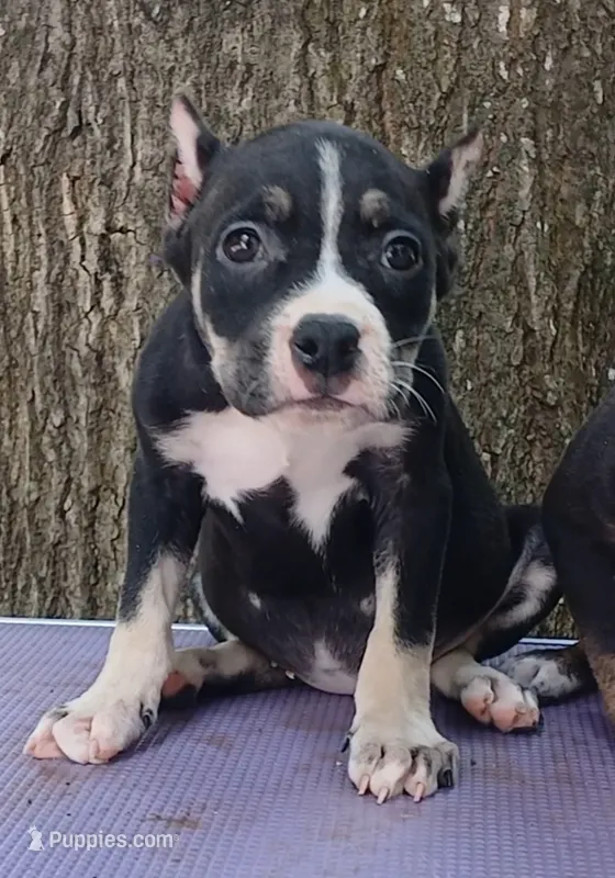 Black Tri Female – American Bully puppy for sale in Chiefland, FL