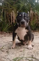 Black Tri Male, a male American Bully for sale in Chiefland, FL – 8 of 10