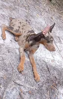 Merle Female 2, a female Doberman Pinscher for sale in Chiefland, FL – 6 of 10
