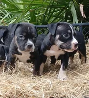 Black Tri Female, a female American Bully for sale in Chiefland, FL – 5 of 10