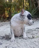 Black Ticked Tri Male, a male American Bully for sale in Chiefland, FL – 8 of 10