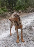 Merle Female 2, a female Doberman Pinscher for sale in Chiefland, FL – 10 of 10