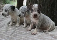Chocolate Roan Ticked Tri, a male American Bully for sale in Chiefland, FL – 6 of 10