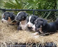 Black Tri Female, a female American Bully for sale in Chiefland, FL – 4 of 10