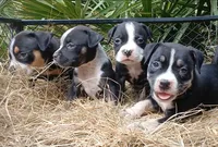 Black Ticked Trindle Male, a male American Bully for sale in Chiefland, FL – 2 of 10