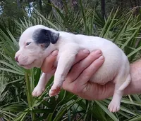 Black Tri Piebald Boy, a male American Bully for sale in Chiefland, FL – 4 of 7
