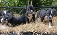 Black Trindle Female, a female American Bully for sale in Chiefland, FL – 3 of 9