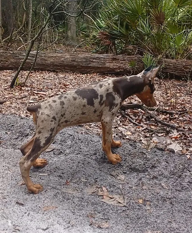 Merle Female 2 – Doberman Pinscher puppy for sale in Chiefland, FL