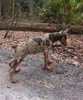 Merle Female 2, a female Doberman Pinscher for sale in Chiefland, FL – 1 of 10