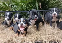 Black Trindle Female, a female American Bully for sale in Chiefland, FL – 2 of 9