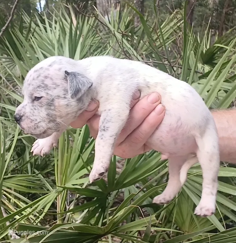 Black Ticked Tri Male – American Bully puppy for sale in Chiefland, FL