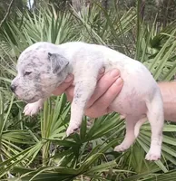 Black Ticked Tri Male, a male American Bully for sale in Chiefland, FL – 1 of 9