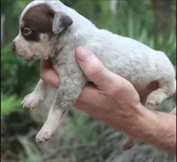 Chocolate Roan Ticked Tri, a male American Bully for sale in Chiefland, FL – 6 of 9