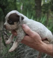 Chocolate Roan Ticked Tri, a male American Bully for sale in Chiefland, FL – 2 of 9