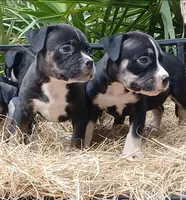 Black Trindle Female, a female American Bully for sale in Chiefland, FL – 5 of 9
