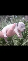 Black Ticked Tri Male, a male American Bully for sale in Chiefland, FL – 6 of 9