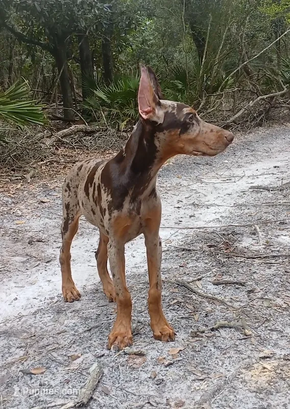 Merle Female 2 – Doberman Pinscher puppy for sale in Chiefland, FL