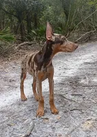 Merle Female 2, a female Doberman Pinscher for sale in Chiefland, FL – 1 of 10