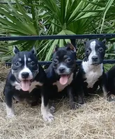 Black Tri Female, a female American Bully for sale in Chiefland, FL – 8 of 10