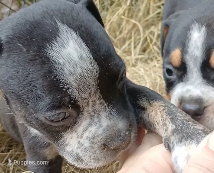 Black Ticked Trindle Male – American Bully puppy for sale in Chiefland, FL