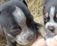 Black Ticked Trindle Male, a male American Bully for sale in Chiefland, FL – 1 of 10