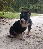 Black Tri Female, a female American Bully for sale in Chiefland, FL – 2 of 10
