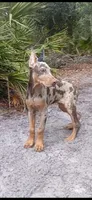 Merle Female 2, a female Doberman Pinscher for sale in Chiefland, FL – 9 of 10