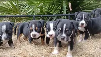 Black Tri Male, a male American Bully for sale in Chiefland, FL – 6 of 9