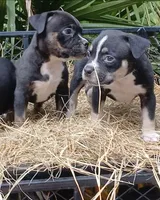 Black Trindle Female, a female American Bully for sale in Chiefland, FL – 6 of 9