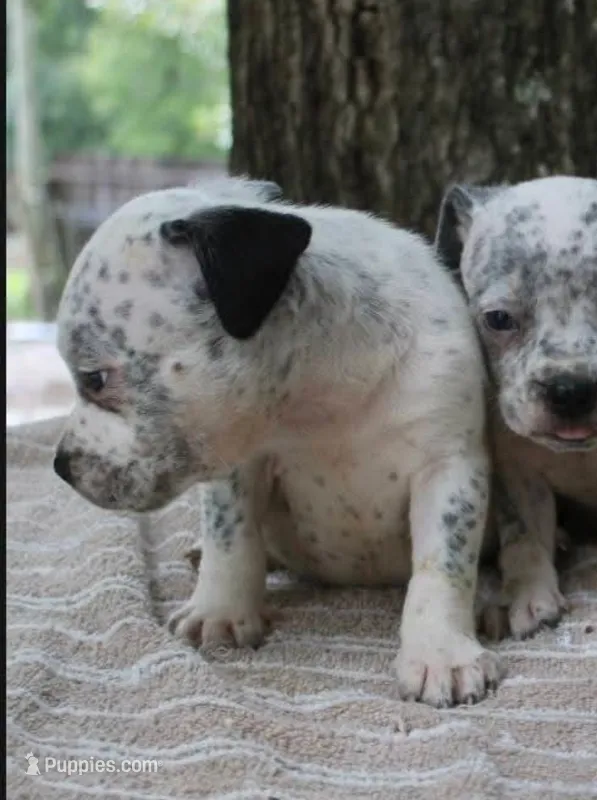 Black Ticked Tri Male – American Bully puppy for sale in Chiefland, FL